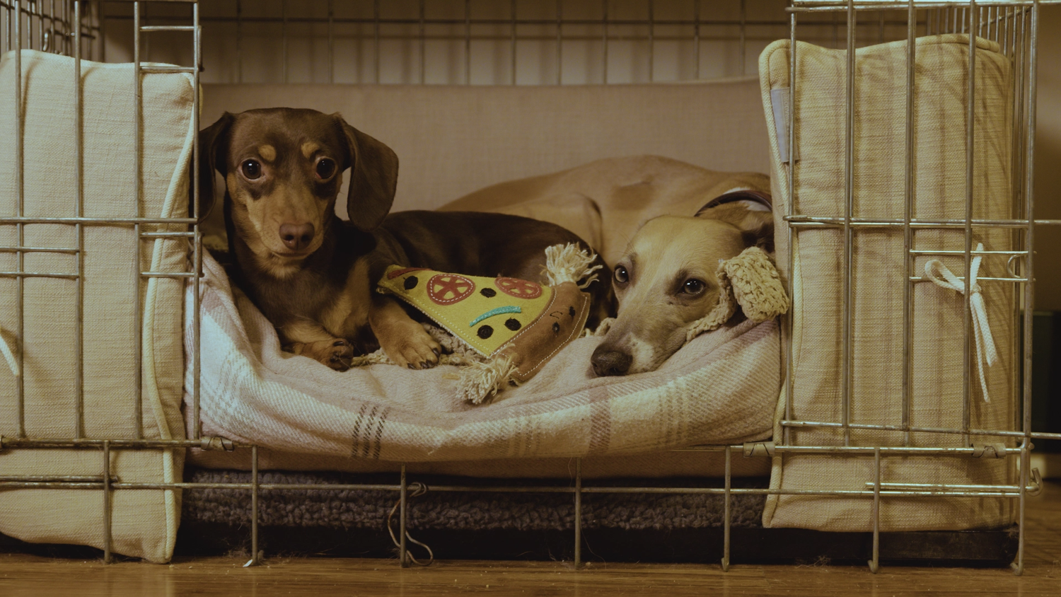 king’s dog daycare