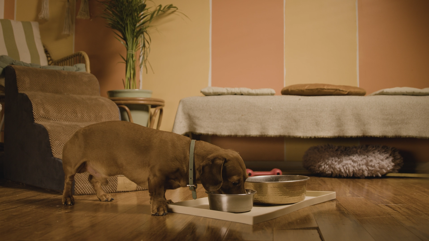 king’s dog daycare
