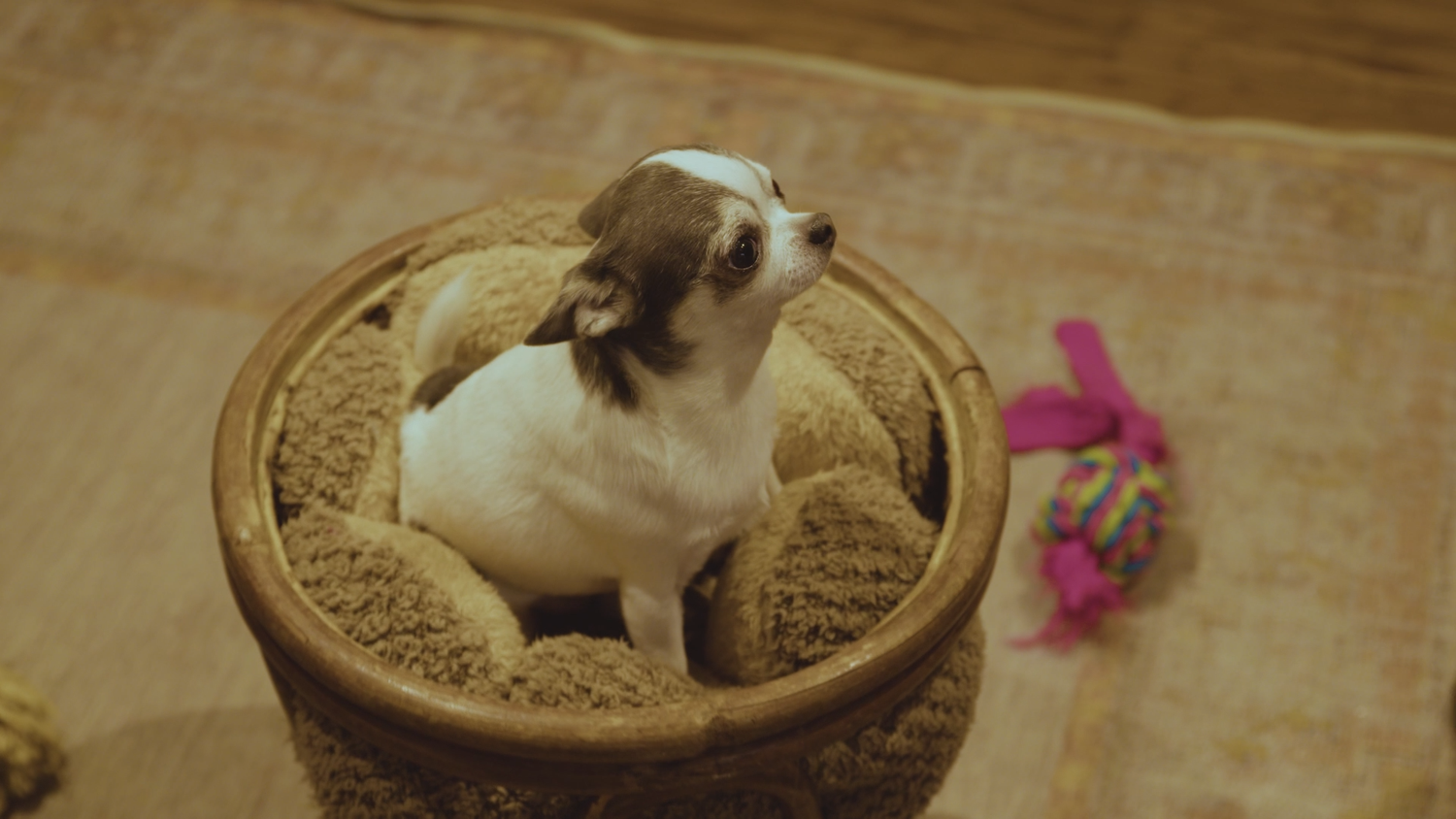 king’s dog daycare
